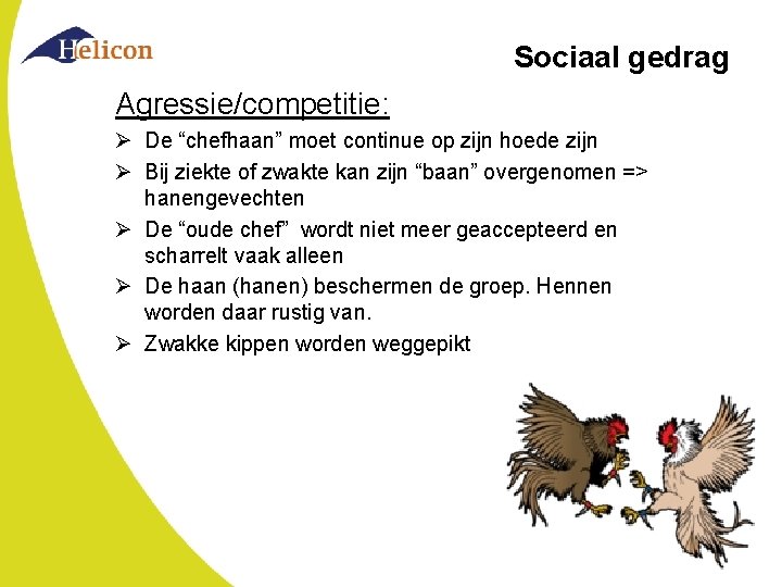 Sociaal gedrag Agressie/competitie: Ø De “chefhaan” moet continue op zijn hoede zijn Ø Bij