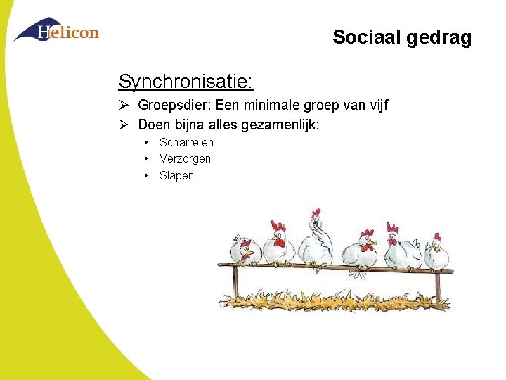 Sociaal gedrag Synchronisatie: Ø Groepsdier: Een minimale groep van vijf Ø Doen bijna alles