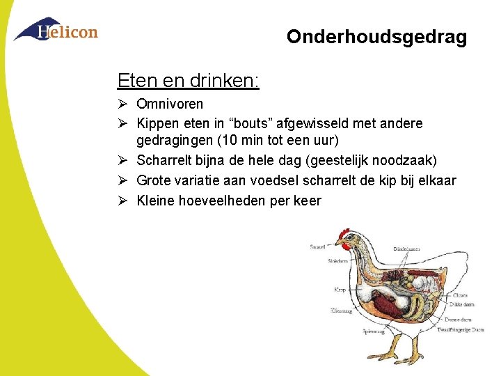 Onderhoudsgedrag Eten en drinken: Ø Omnivoren Ø Kippen eten in “bouts” afgewisseld met andere