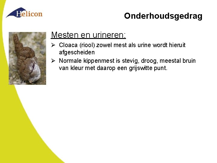 Onderhoudsgedrag Mesten en urineren: Ø Cloaca (riool) zowel mest als urine wordt hieruit afgescheiden Onderhoudsgedrag Mesten en urineren: Ø Cloaca (riool) zowel mest als urine wordt hieruit afgescheiden