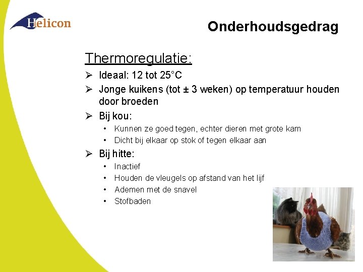 Onderhoudsgedrag Thermoregulatie: Ø Ideaal: 12 tot 25°C Ø Jonge kuikens (tot ± 3 weken)