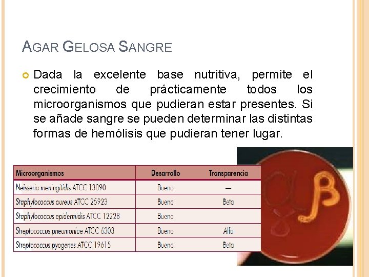 AGAR GELOSA SANGRE Dada la excelente base nutritiva, permite el crecimiento de prácticamente todos