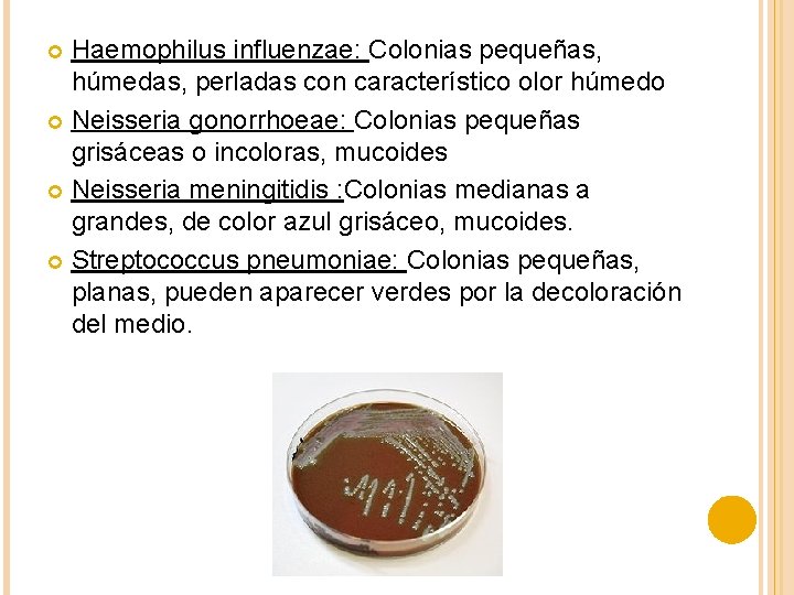 Haemophilus influenzae: Colonias pequeñas, húmedas, perladas con característico olor húmedo Neisseria gonorrhoeae: Colonias pequeñas