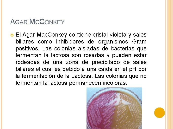 AGAR MCCONKEY El Agar Mac. Conkey contiene cristal violeta y sales biliares como inhibidores