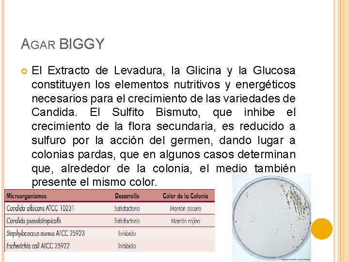 AGAR BIGGY El Extracto de Levadura, la Glicina y la Glucosa constituyen los elementos