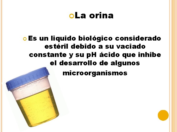  La Es orina un liquido biológico considerado estéril debido a su vaciado constante