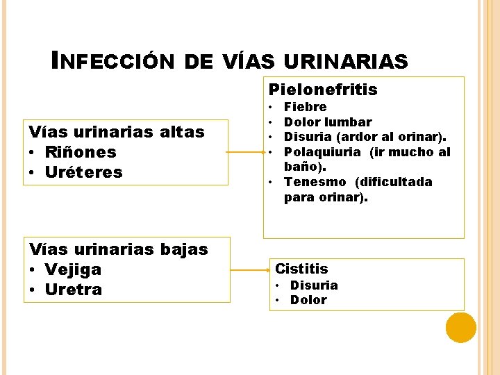 INFECCIÓN DE VÍAS URINARIAS Pielonefritis Vías urinarias altas • Riñones • Uréteres Vías urinarias
