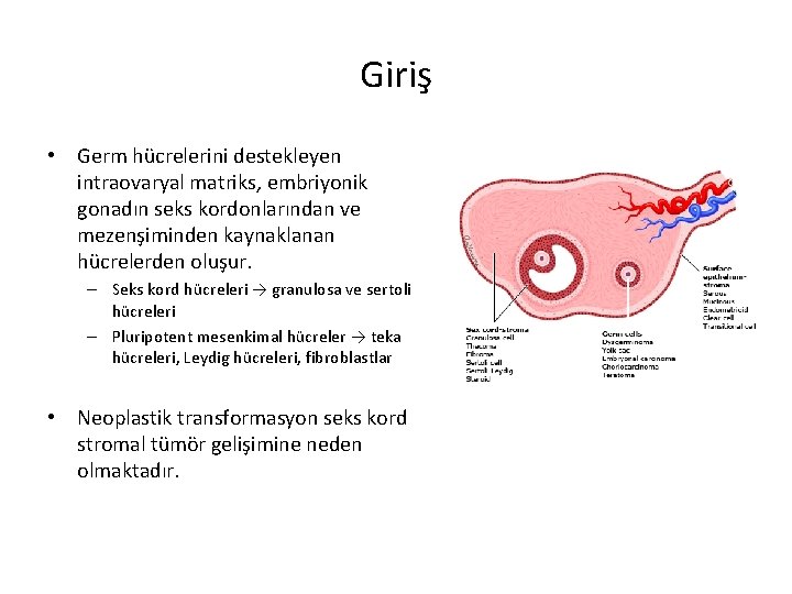 Giriş • Germ hücrelerini destekleyen intraovaryal matriks, embriyonik gonadın seks kordonlarından ve mezenşiminden kaynaklanan