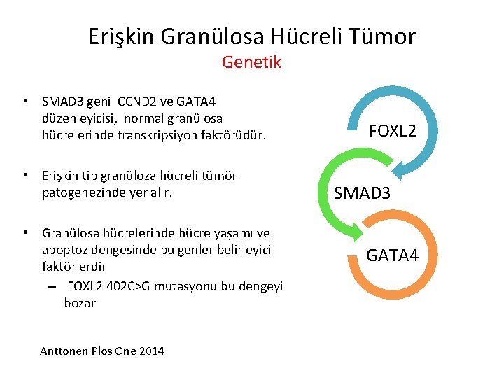 Erişkin Granülosa Hücreli Tümor Genetik • SMAD 3 geni CCND 2 ve GATA 4