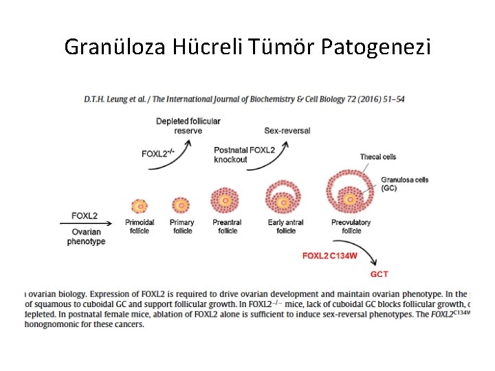 Granüloza Hücreli Tümör Patogenezi 