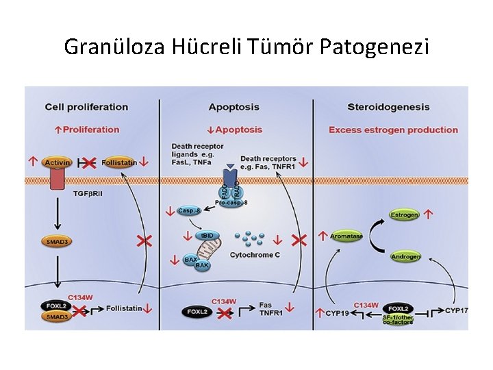 Granüloza Hücreli Tümör Patogenezi 