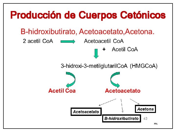Producción de Cuerpos Cetónicos 104 