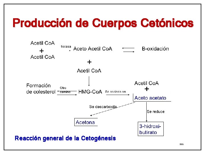 Producción de Cuerpos Cetónicos Reacción general de la Cetogénesis 111 