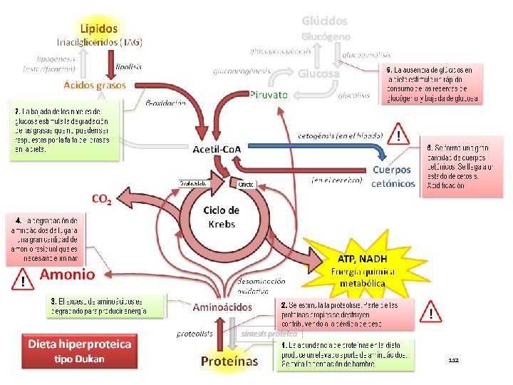 Producción de Cuerpos Cetónicos 112 