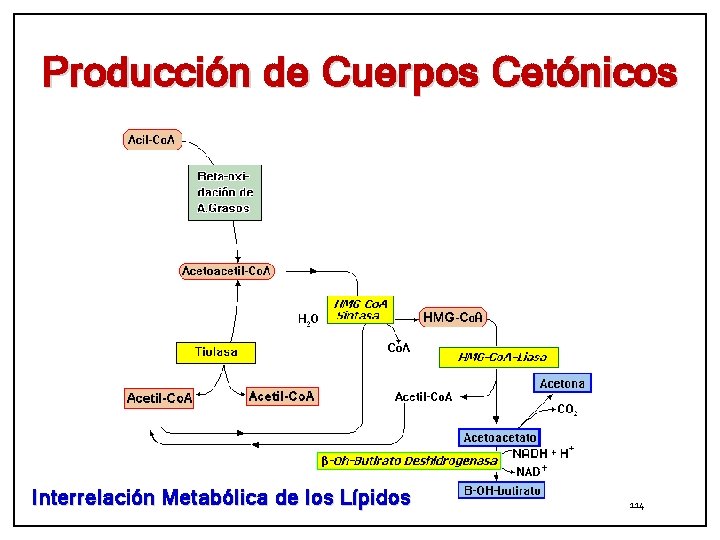 Producción de Cuerpos Cetónicos Interrelación Metabólica de los Lípidos 114 