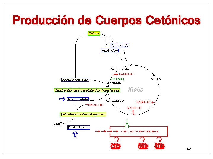 Producción de Cuerpos Cetónicos 117 