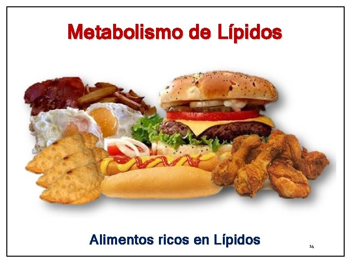 Metabolismo de Lípidos Alimentos ricos en Lípidos 14 