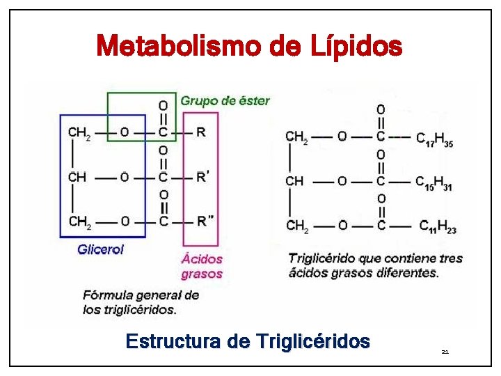 Metabolismo de Lípidos Estructura de Triglicéridos 21 