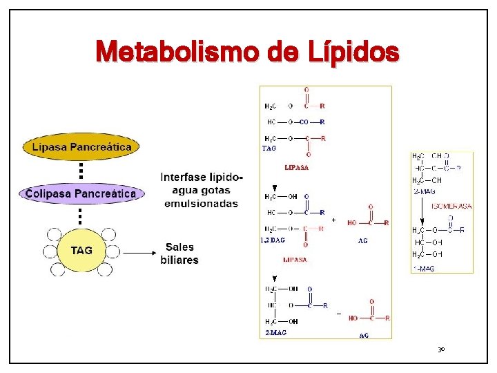 Metabolismo de Lípidos 30 