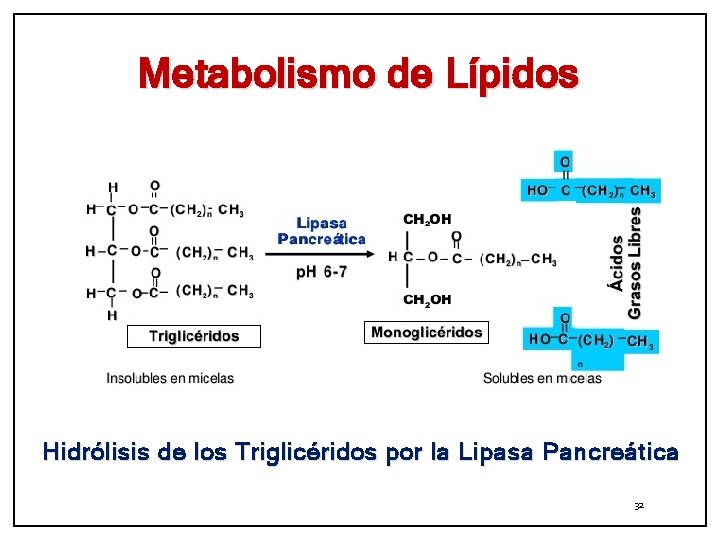 Metabolismo de Lípidos Hidrólisis de los Triglicéridos por la Lipasa Pancreática 32 