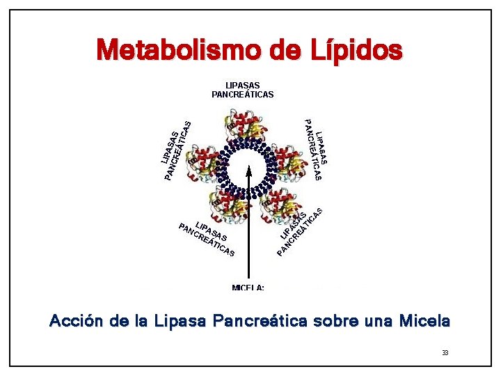 Metabolismo de Lípidos Acción de la Lipasa Pancreática sobre una Micela 33 