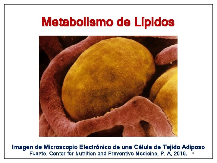 Metabolismo de Lípidos Imagen de Microscopio Electrónico de una Célula de Tejido Adiposo Fuente: