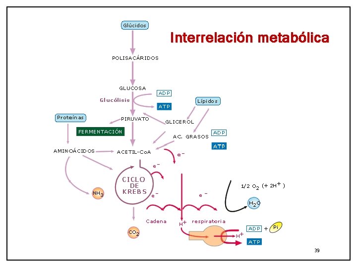 Interrelación metabólica 39 