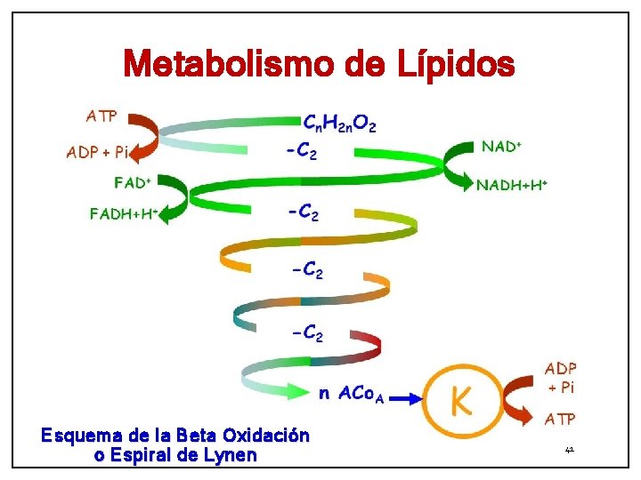 Metabolismo de Lípidos Esquema de la Beta Oxidación o Espiral de Lynen 41 