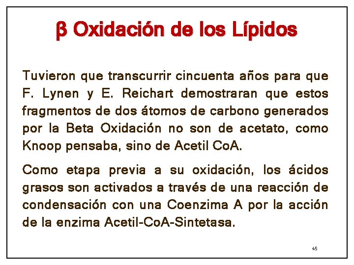 β Oxidación de los Lípidos Tuvieron que transcurrir cincuenta años para que F. Lynen