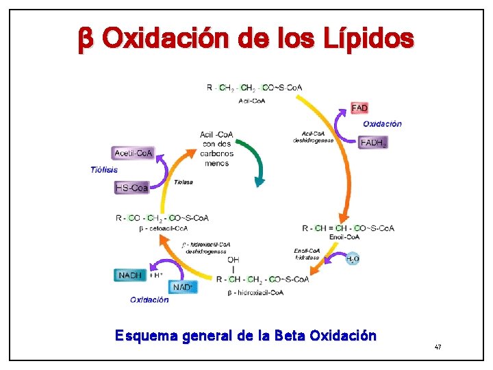 β Oxidación de los Lípidos Esquema general de la Beta Oxidación 47 