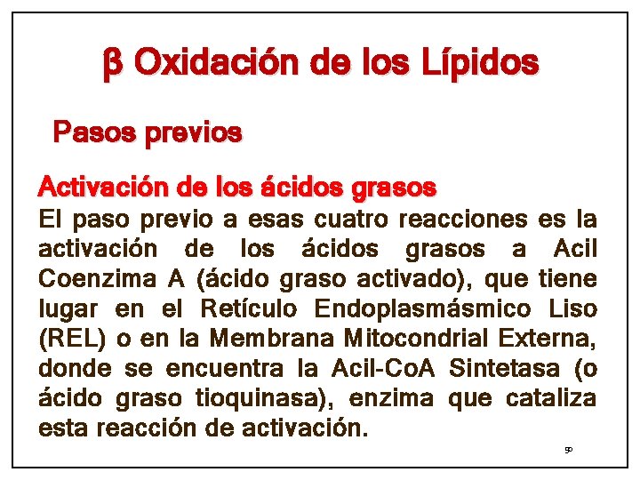 β Oxidación de los Lípidos Pasos previos Activación de los ácidos grasos El paso