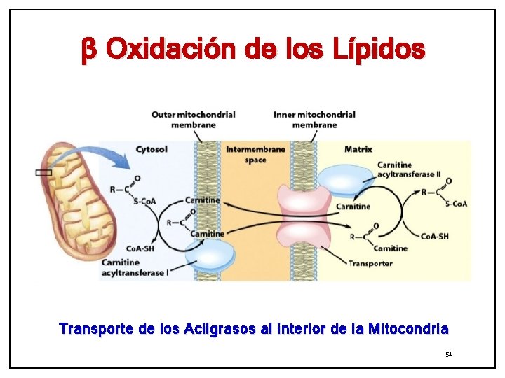 β Oxidación de los Lípidos Transporte de los Acilgrasos al interior de la Mitocondria