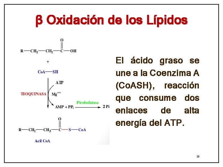 β Oxidación de los Lípidos El ácido graso se une a la Coenzima A