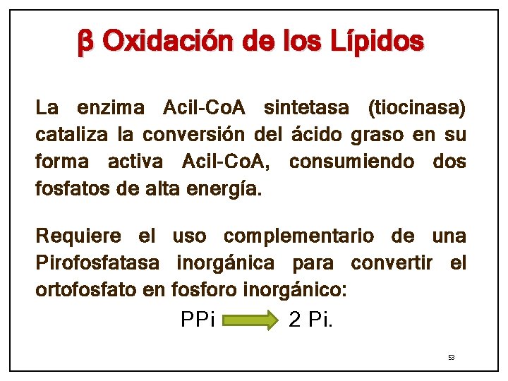 β Oxidación de los Lípidos La enzima Acil-Co. A sintetasa (tiocinasa) cataliza la conversión