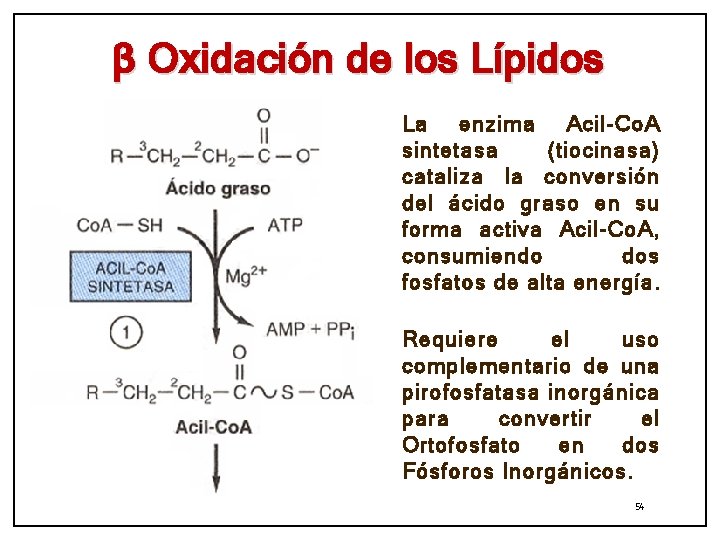 β Oxidación de los Lípidos La enzima Acil-Co. A sintetasa (tiocinasa) cataliza la conversión