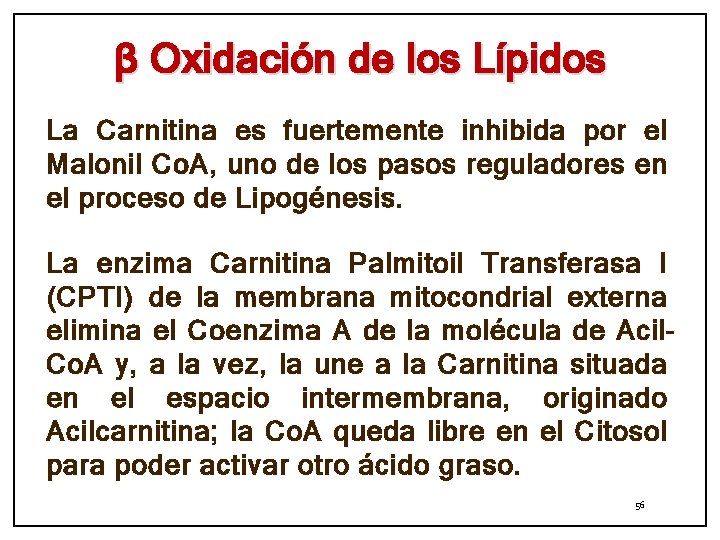 β Oxidación de los Lípidos La Carnitina es fuertemente inhibida por el Malonil Co.