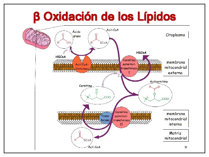 β Oxidación de los Lípidos 57 