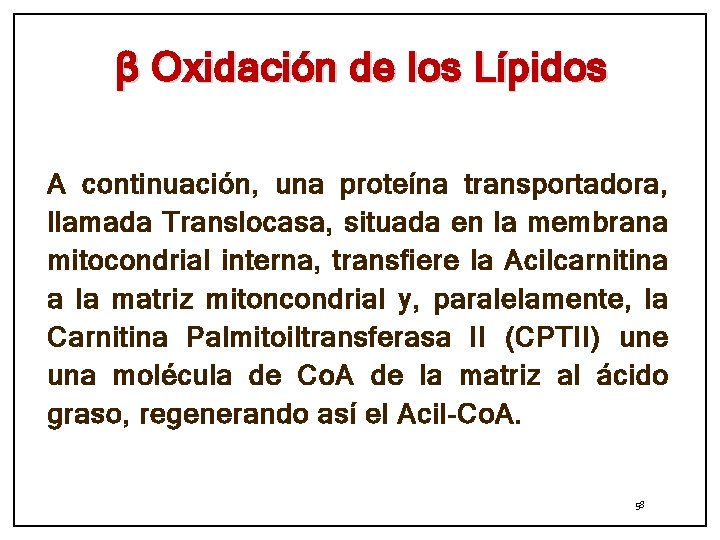 β Oxidación de los Lípidos A continuación, una proteína transportadora, llamada Translocasa, situada en