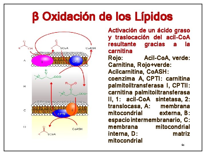 β Oxidación de los Lípidos Activación de un ácido graso y traslocación del acil-Co.