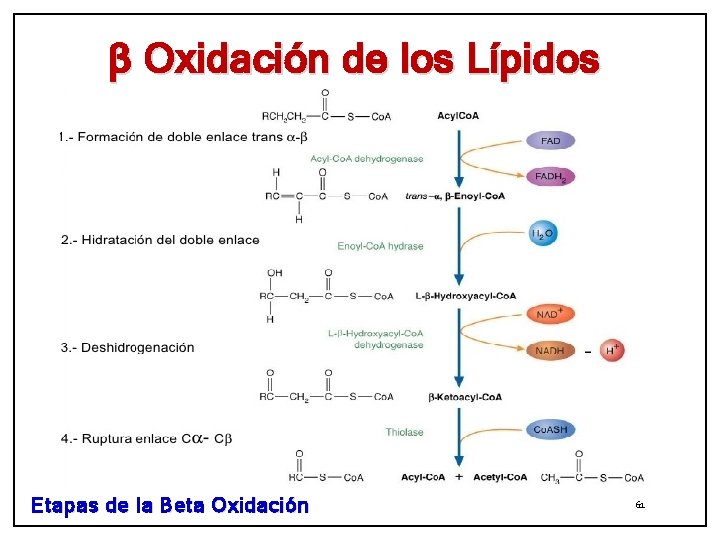 β Oxidación de los Lípidos Etapas de la Beta Oxidación 61 