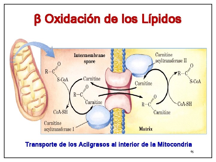 β Oxidación de los Lípidos Transporte de los Acilgrasos al interior de la Mitocondria