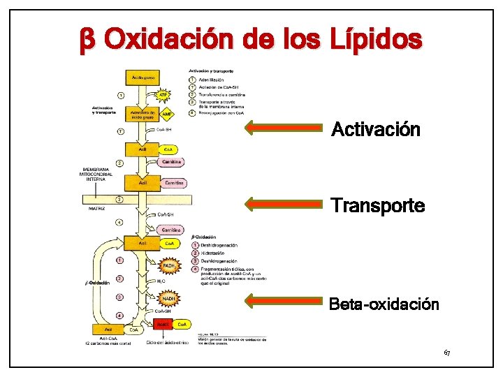 β Oxidación de los Lípidos Activación Transporte Beta-oxidación 67 