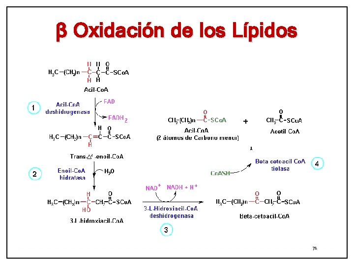 β Oxidación de los Lípidos 71 