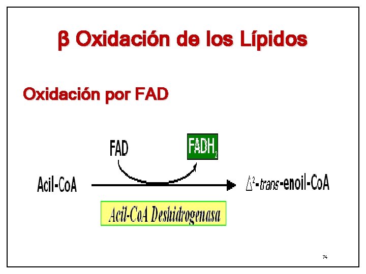 β Oxidación de los Lípidos Oxidación por FAD 74 