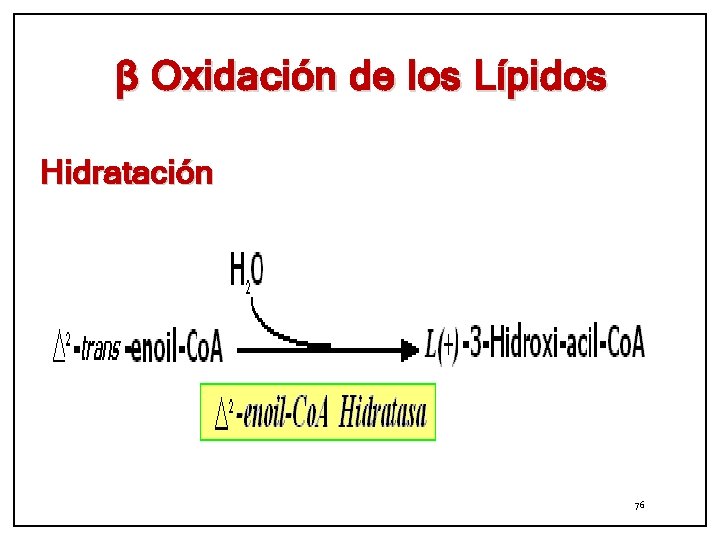 β Oxidación de los Lípidos Hidratación 76 