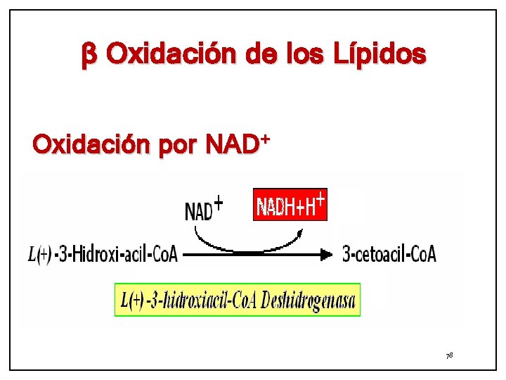 β Oxidación de los Lípidos Oxidación por NAD + 78 