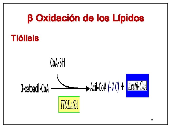β Oxidación de los Lípidos Tiólisis 81 
