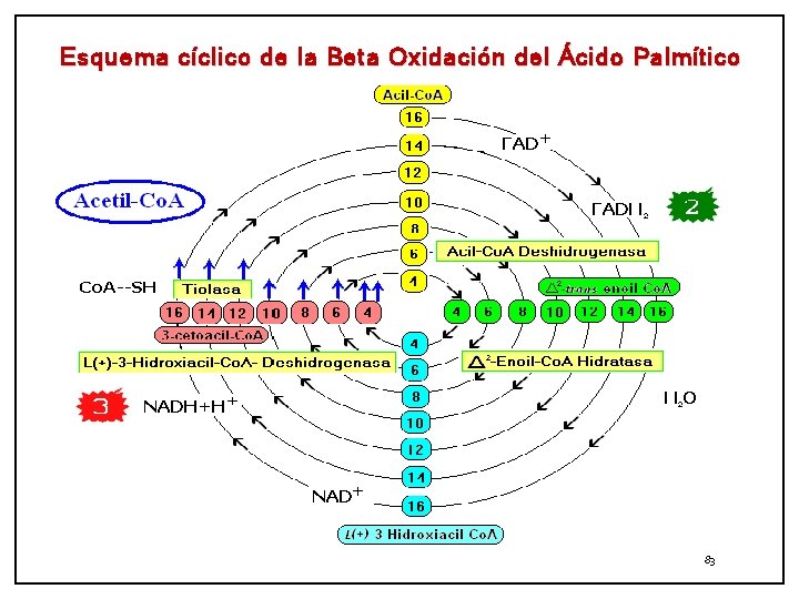 Esquema cíclico de la Beta Oxidación del Ácido Palmítico 83 