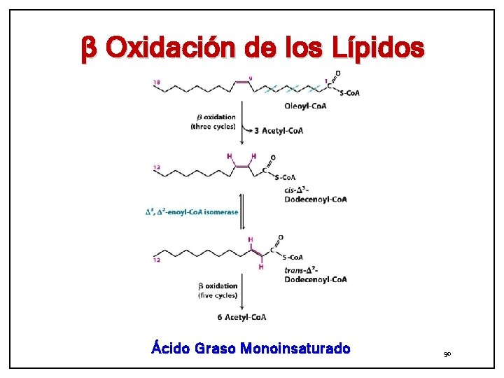 β Oxidación de los Lípidos Ácido Graso Monoinsaturado 90 