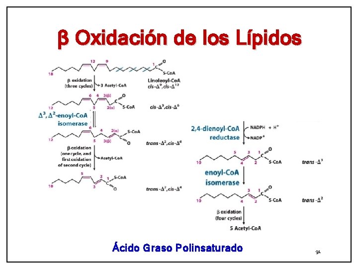 β Oxidación de los Lípidos Ácido Graso Polinsaturado 91 